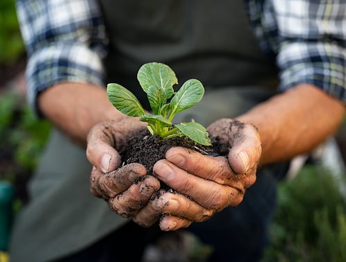 hands holding plants