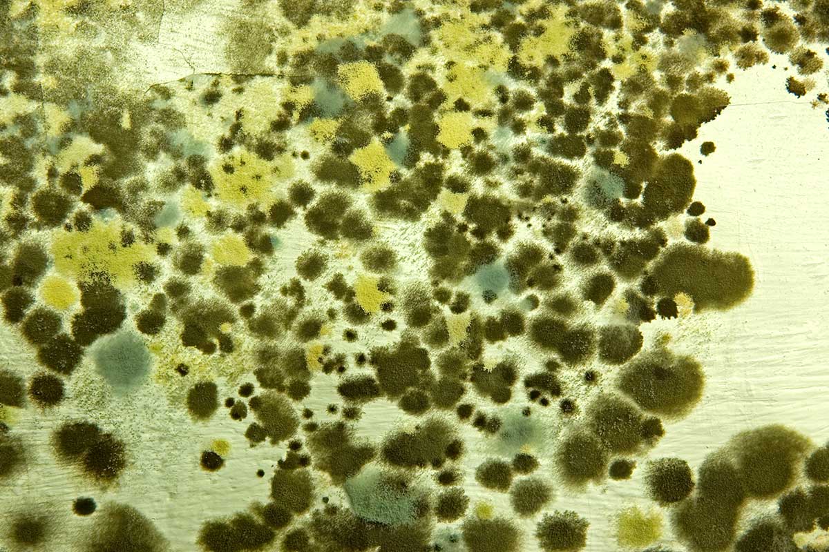 Mold Symptoms and Mystery Illness: It’s Not All in Your Head